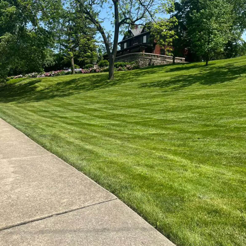 freshly cut grass