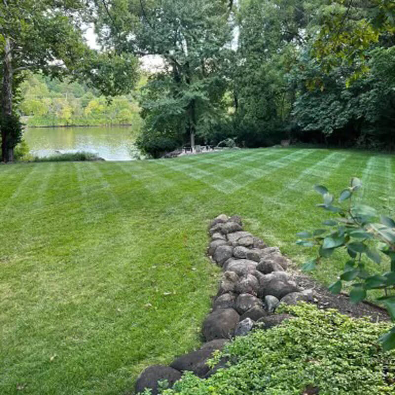 freshly cut grass