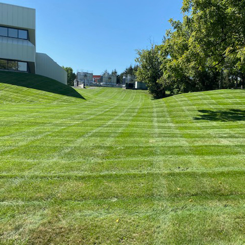 freshly cut commercial lawn