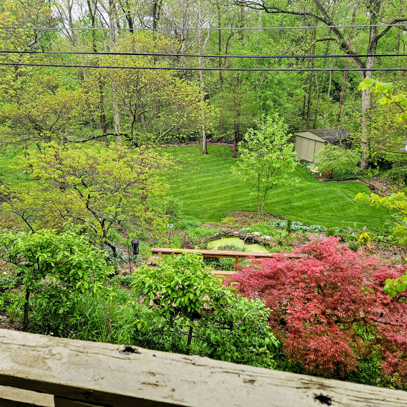 Beautiful yard with red flowers